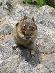 chipmunk eating