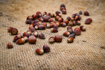 ripe hazelnuts on old jute bag