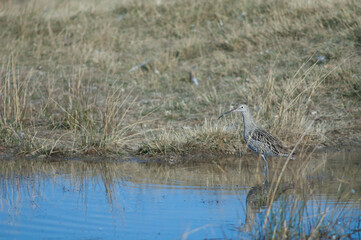 Eurasian curlew Numenius arquata. Gallocanta Lagoon Natural Reserve. Aragon. Spain.