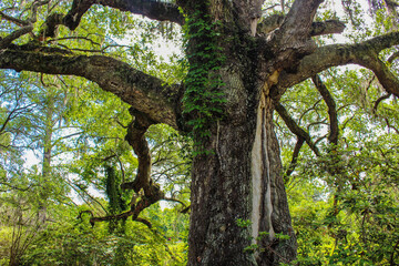 Aged Tree Trunk