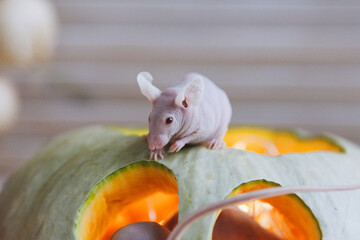 Pretty Hairless albino mice with Haloween pumpkins