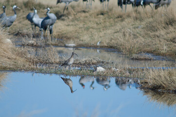 Eurasian curlew Numenius arquata reflected in a pond and common cranes Grus grus in the background. Gallocanta Lagoon Natural Reserve. Aragon. Spain.