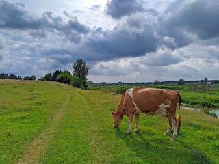 cow grazes on a field near the river in summer