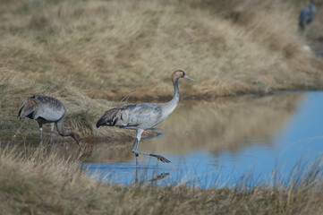 Young common cranes Grus grus. Gallocanta Lagoon Natural Reserve. Aragon. Spain.