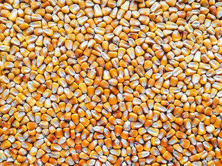 Ripe peeled corn grains. Texture with even lighting.