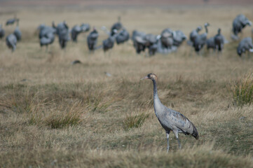 Young common crane Grus grus. Gallocanta Lagoon Natural Reserve. Aragon. Spain.