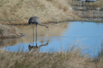 Young common crane Grus grus. Gallocanta Lagoon Natural Reserve. Aragon. Spain.
