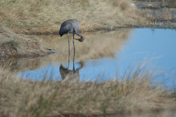 Young common crane Grus grus. Gallocanta Lagoon Natural Reserve. Aragon. Spain.