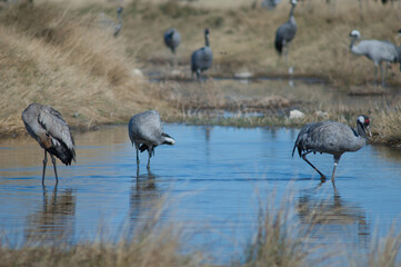 Common cranes Grus grus in a lagoon. Gallocanta Lagoon Natural Reserve. Aragon. Spain.