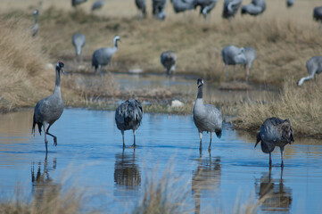 Common cranes Grus grus in a lagoon. Gallocanta Lagoon Natural Reserve. Aragon. Spain.