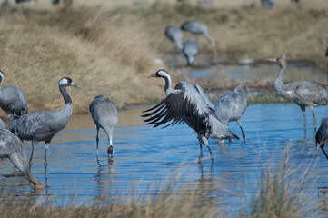 Fototapeta premium Common cranes Grus grus in a lagoon. Gallocanta Lagoon Natural Reserve. Aragon. Spain.