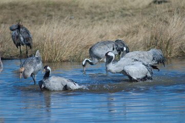 Obraz premium Common cranes Grus grus bathing in a lagoon. Gallocanta Lagoon Natural Reserve. Aragon. Spain.
