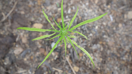 Outdoors Cannabis, Marijuana Plants. Thailand tropical area.