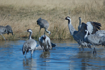 Common cranes Grus grus in a lagoon. Gallocanta Lagoon Natural Reserve. Aragon. Spain.