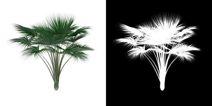 Left view of tree (Generic) png with alpha channel to cutout 3D rendering. For forest and nature compositing.	