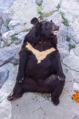Naklejka premium big black bear in the zoo, black bear in the outdoor