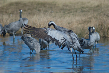Common crane Grus grus flapping its wings in a lagoon. Gallocanta Lagoon Natural Reserve. Aragon. Spain.
