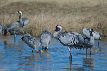 Obraz premium Common crane Grus grus in a lagoon. Gallocanta Lagoon Natural Reserve. Aragon. Spain.