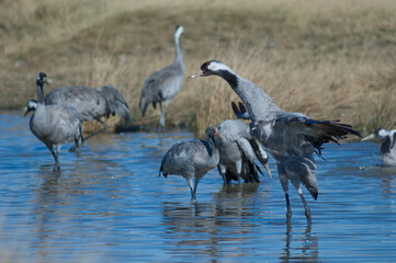 Common crane Grus grus flapping its wings in a lagoon. Gallocanta Lagoon Natural Reserve. Aragon. Spain.