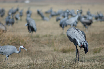 Common crane Grus grus preening. Gallocanta Lagoon Natural Reserve. Aragon. Spain.