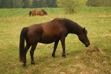 two horses grazing in a meadow