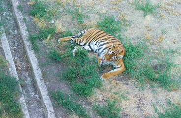 wild tiger in the zoo, tiger resting on the ground