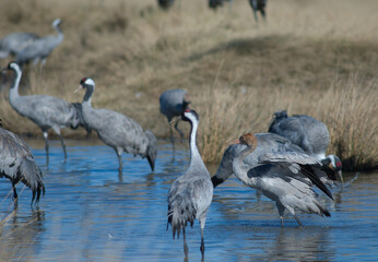 Common cranes Grus grus bathing in a lagoon. Gallocanta Lagoon Natural Reserve. Aragon. Spain.