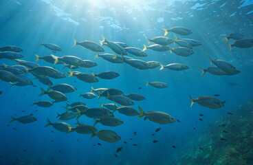 School of fish with sunlight underwater in the Mediterranean sea, salema porgy, Sarpa salpa, Corsica, France