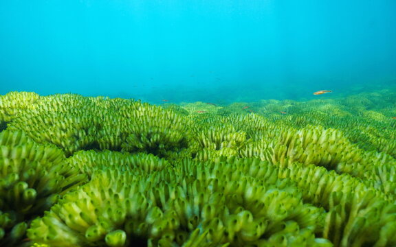 Ocean floor covered by green seaweeds, Codium tomentosum, underwater in the Atlantic ocean, Spain, Galicia, Pontevedra