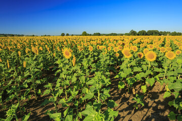 Fototapeta na wymiar Field of sunflowers in Bolsena. In Viterbo