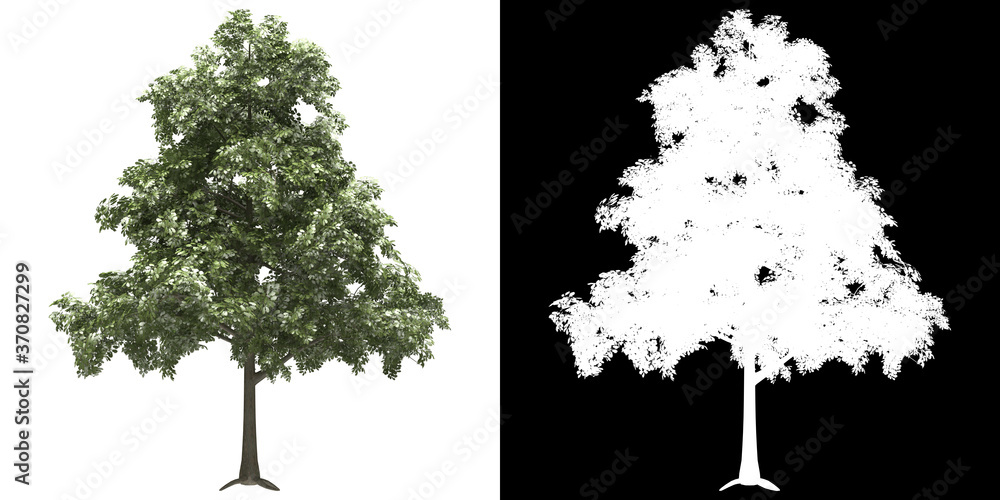 Wall mural front view of tree (quercus petraea) png with alpha channel to cutout 3d rendering. for forest and n