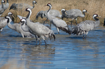 Common cranes Grus grus in a lagoon. Gallocanta Lagoon Natural Reserve. Aragon. Spain.
