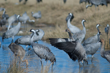 Common cranes Grus grus in a lagoon. Gallocanta Lagoon Natural Reserve. Aragon. Spain.