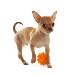 Obraz premium Cute Chihuahua puppy with toy on white background. Baby animal