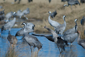 Common cranes Grus grus in a lagoon. Gallocanta Lagoon Natural Reserve. Aragon. Spain.