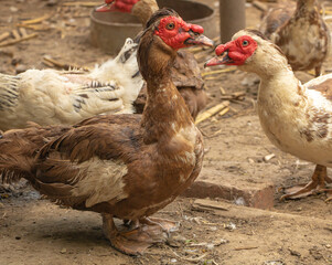 Portrait of two Muscovy duck. Beautiful domestic birds