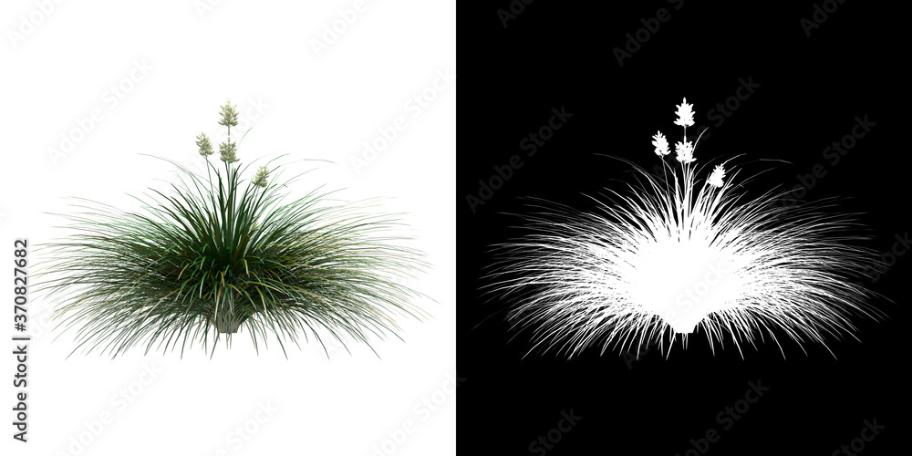 Wall mural left view of tree (festuca idahoensis) png with alpha channel to cutout 3d rendering. for forest and