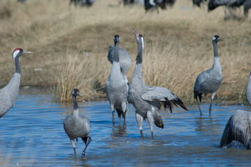 Common cranes Grus grus in a lagoon. Gallocanta Lagoon Natural Reserve. Aragon. Spain.