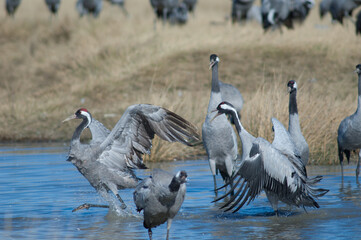 Common cranes Grus grus fighting in a lagoon. Gallocanta Lagoon Natural Reserve. Aragon. Spain.