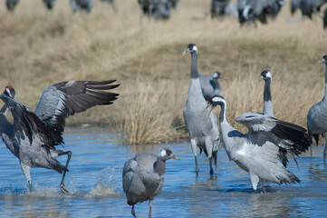 Common cranes Grus grus fighting in a lagoon. Gallocanta Lagoon Natural Reserve. Aragon. Spain.