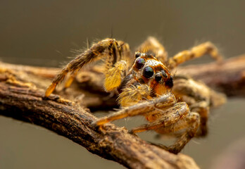 Close up  beautiful jumping spider  