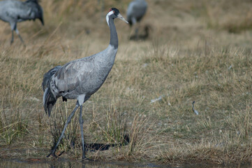 Naklejka premium Common crane Grus grus. Gallocanta Lagoon Natural Reserve. Aragon. Spain.