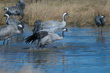 Common cranes Grus grus bathing in a lagoon. Gallocanta Lagoon Natural Reserve. Aragon. Spain.