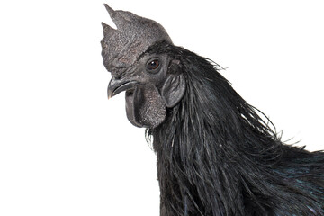 Black Rooster Ayam Cemani Chicken isolated on white background.
