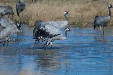 Common cranes Grus grus bathing in a lagoon. Gallocanta Lagoon Natural Reserve. Aragon. Spain.