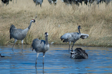 Common cranes Grus grus bathing in a lagoon. Gallocanta Lagoon Natural Reserve. Aragon. Spain.