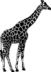 giraffe silhouette vector