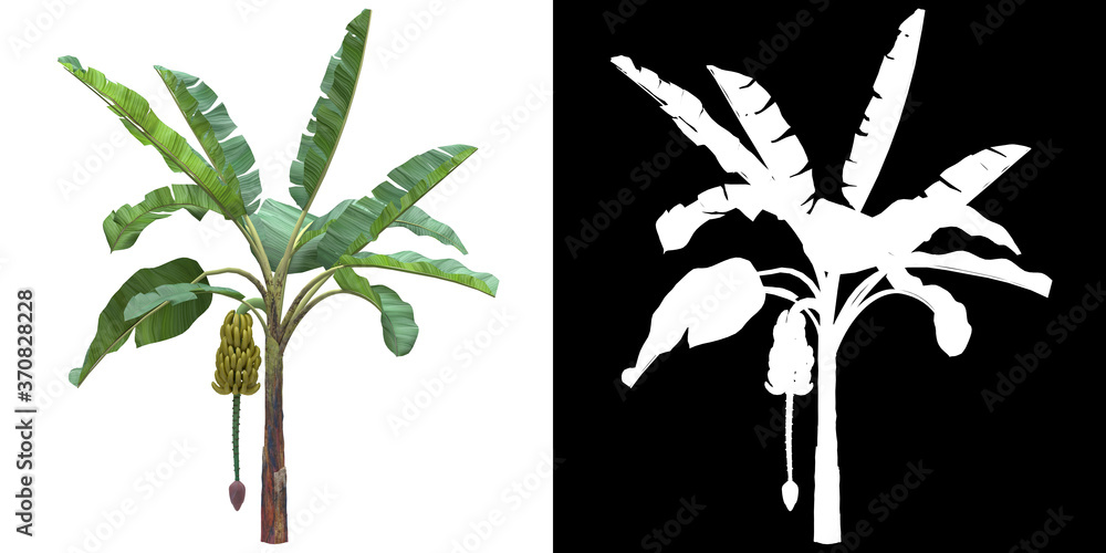 Wall mural left view of tree (musa acuminata) png with alpha channel to cutout 3d rendering. for forest and nat