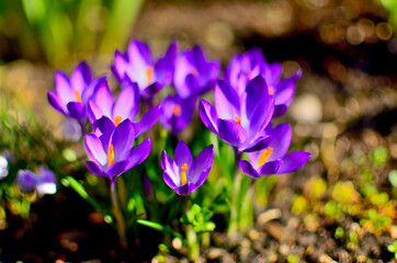 Purple Flowers as first Sign of Spring on a sunny day in Transylvania.