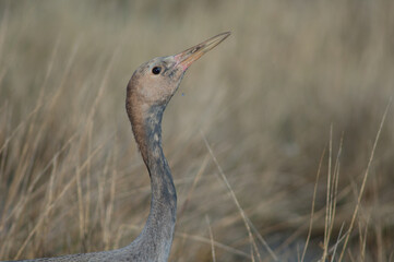 Common crane Grus grus. Juvenile drinking water. Gallocanta Lagoon Natural Reserve. Aragon. Spain.